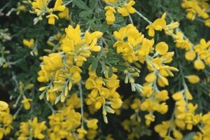 Genista tinctoria 'Royal Gold' 50-60 cm cont. 3,0L - afbeelding 2