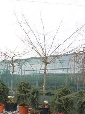 Ginkgo bil. 'Horizontalis' 25-30 Hoogstam cont. 240L