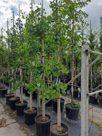 Ginkgo biloba 10-12 Hoogstam container