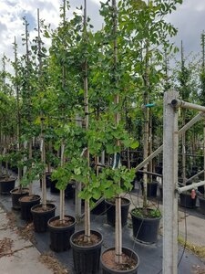 Ginkgo biloba 10-12 Hoogstam container