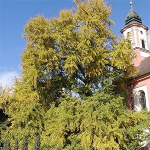 Ginkgo biloba 12-14 Hoogstam Cocoskluit