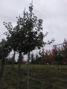 Ginkgo biloba 14-16 Hoogstam draadkluit 2 X verplant - afbeelding 2