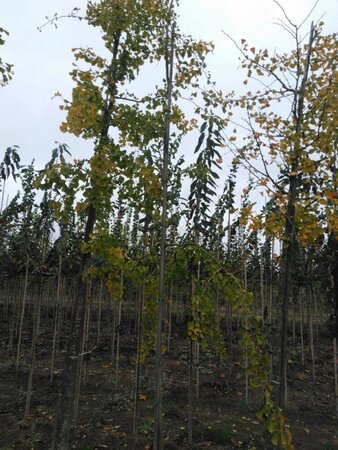 Ginkgo biloba 14-16 Hoogstam draadkluit 2 X verplant - afbeelding 4