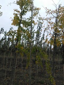 Ginkgo biloba 14-16 Hoogstam draadkluit 2 X verplant - afbeelding 4
