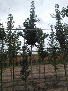 Ginkgo biloba 14-16 Hoogstam draadkluit 2 X verplant