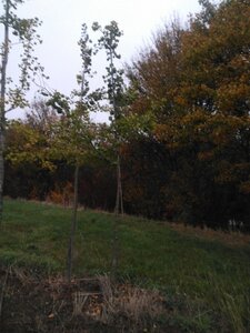 Ginkgo biloba 14-16 STA WRB 2 X V - image 3