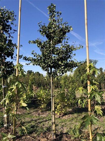 Ginkgo biloba 16-18 Hoogstam draadkluit