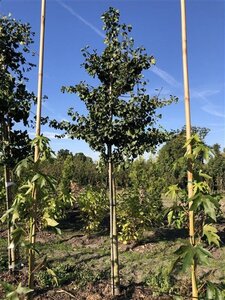 Ginkgo biloba 16-18 Hoogstam draadkluit