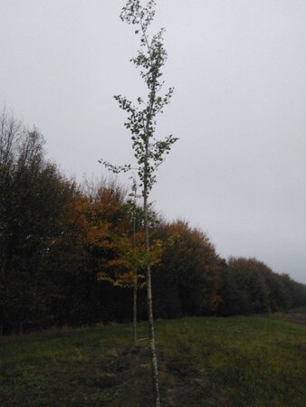 Ginkgo biloba 16-18 STA WRB 3 X V - image 3