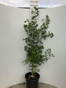 Ginkgo biloba 175-200 cm cont. 45L meerstammig