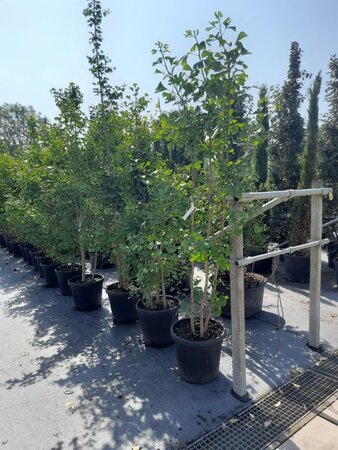 Ginkgo biloba 200-225 cm draadkluit meerstammig - afbeelding 1