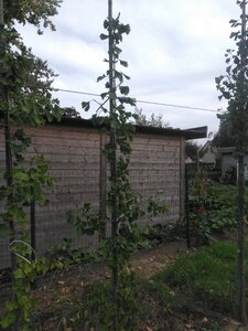 Ginkgo biloba 200-250 cm RB feathered