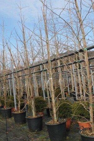 Ginkgo biloba 250-300 cm cont. 50L geveerd