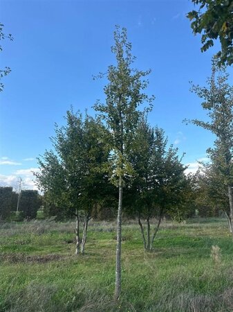 Ginkgo biloba 30-35 Hoogstam container