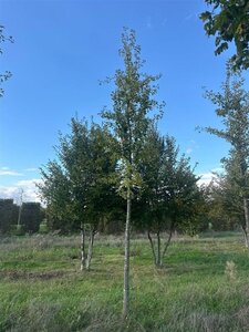 Ginkgo biloba 30-35 STA container