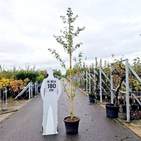 Ginkgo biloba 8-10 cm container feathered