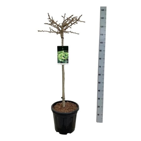 Ginkgo bil. 'Mariken' 80 cm stam cont. 15L - afbeelding 1