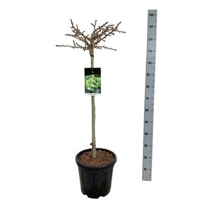 Ginkgo bil. 'Mariken' 80 cm stam cont. 15L