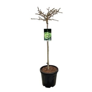 Ginkgo bil. 'Mariken' 80 cm stam cont. 15L - afbeelding 2