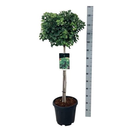 Ginkgo bil. 'Mariken' 80 cm stam cont. 15L - afbeelding 3