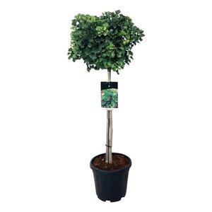 Ginkgo bil. 'Mariken' 80 cm stam cont. 15L - afbeelding 4