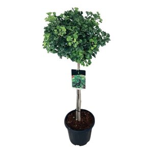 Ginkgo bil. 'Mariken' 80 cm stam cont. 15L - afbeelding 5