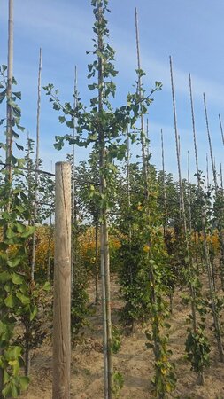 Ginkgo bil. 'Tremonia' 10-12 cm met kluit geveerd