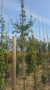 Ginkgo bil. 'Tremonia' 10-12 cm met kluit geveerd