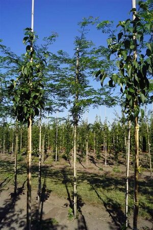 Gleditsia triacanthos inermis (DOORNLOOS) 10-12 Hoogstam draadkluit - afbeelding 7