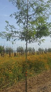 Gleditsia triacanthos inermis (DOORNLOOS) 10-12 Hoogstam wortelgoed - afbeelding 6