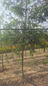 Gleditsia triacanthos inermis (DOORNLOOS) 14-16 Hoogstam wortelgoed 2 X verplant - afbeelding 6