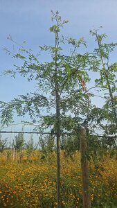 Gleditsia triacanthos inermis (DOORNLOOS) 6-8 Hoogstam wortelgoed - afbeelding 6
