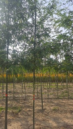 Gleditsia triacanthos inermis (DOORNLOOS) 8-10 Hoogstam wortelgoed - afbeelding 6