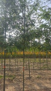 Gleditsia triacanthos inermis (DOORNLOOS) 8-10 Hoogstam wortelgoed - afbeelding 6