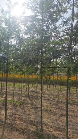 Gleditsia triacanthos 12-14 Hoogstam wortelgoed 2 X verplant - afbeelding 1