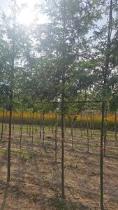 Gleditsia triacanthos 12-14 Hoogstam wortelgoed 2 X verplant