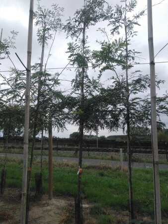 Gleditsia triacanthos 12-14 Hoogstam wortelgoed 2 X verplant - afbeelding 2
