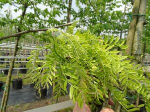 Gleditsia triac. 'Skyline' 12-14 Hoogstam draadkluit 2 X verplant