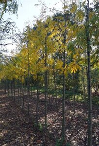 Gleditsia triac. 'Skyline' 12-14 Hoogstam draadkluit 2 X verplant - afbeelding 3