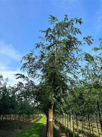 Gleditsia triac. 'Skyline' 12-14 Hoogstam draadkluit 2 X verplant - afbeelding 2