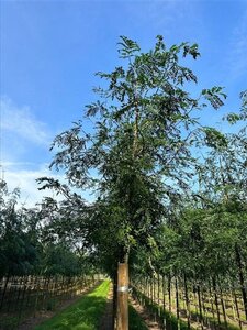 Gleditsia triac. 'Skyline' 12-14 Hoogstam draadkluit 2 X verplant - afbeelding 2