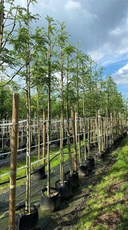 Gleditsia triac. 'Skyline' 12-14 Hoogstam draadkluit 2 X verplant - afbeelding 4