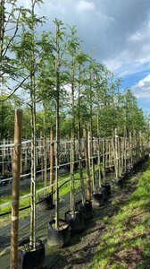 Gleditsia triac. 'Skyline' 12-14 Hoogstam draadkluit 2 X verplant - afbeelding 4