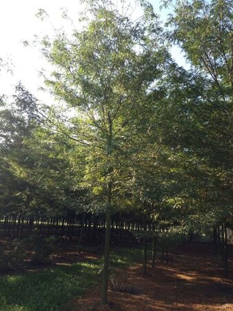 Gleditsia triac. 'Skyline' 18-20 Hoogstam draadkluit 3 X verplant