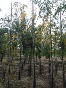 Gleditsia triac. 'Skyline' 6-8 Hoogstam wortelgoed