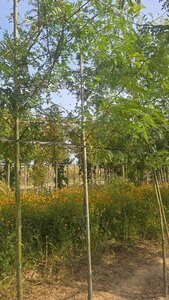 Gleditsia triac. 'Skyline' 6-8 Hoogstam wortelgoed - afbeelding 2