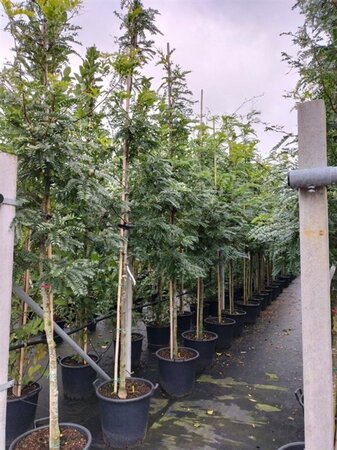 Gleditsia triac. 'Sunburst' 12-14 Hoogstam cont. 50L