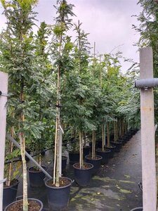 Gleditsia triac. 'Sunburst' 12-14 Hoogstam cont. 50L