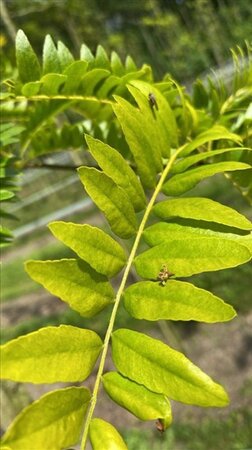 Gleditsia triac. 'Sunburst' 12-14 Hoogstam draadkluit 2 X verplant - afbeelding 2
