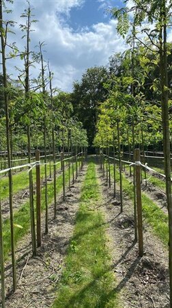 Gleditsia triac. 'Sunburst' 12-14 Hoogstam draadkluit 2 X verplant - afbeelding 1